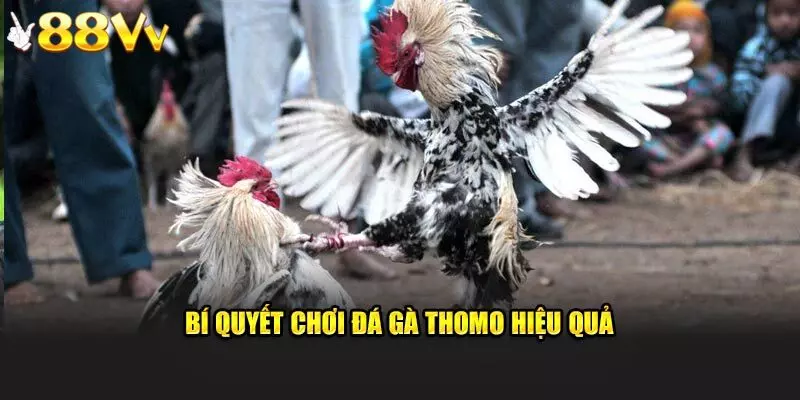 Đá Gà Thomo