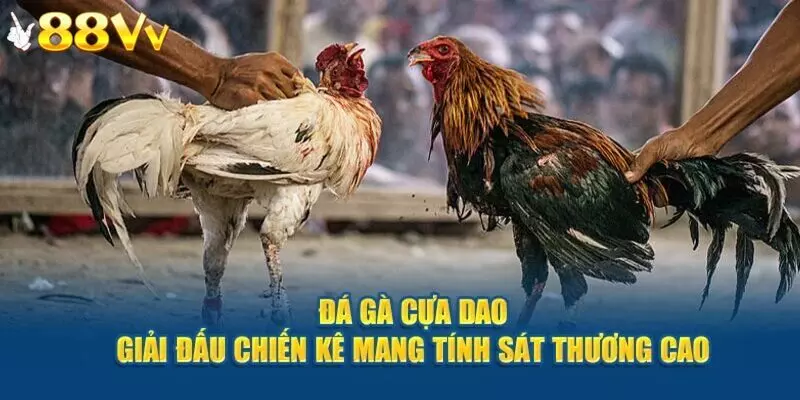 Đá gà cựa dao 88VV sở hữu nhiều ưu điểm vượt trội